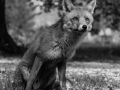 Non Advanced - HM - Seamus Mulcahy - Staring Fox - Blarney Photography Club