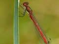 Non Advanced - Silver - Michael Grant - Red Damselfly - Mountmellick Photographic Society