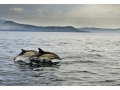 Advanced - Winner - Patrick Kavanagh - Dolphins in the Bay - Palmerstown Camera Club