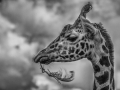 Non Advanced - Winner - Tadhg Hurley - Feathered Giraffe - Blarney Photography Club