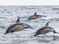 Advanced - Bronze - Malcolm McCamley - Common Dolphins - Bray Camera Club