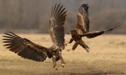 Advanced - Gold - Neil O'Reilly - White Tailed Eagles - Tallaght Photographic Society