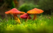 Non Advanced - Bronze - Seamus Mulcahy - Coloured Mushroom - Blarney Photography Club