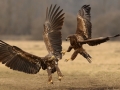 Advanced - Gold - Neil O'Reilly - White Tailed Eagles - Tallaght Photographic Society