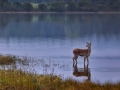 Advanced - Judge Medal - Kieran O'Mahony - Deer Reflections - Blackwater Photographic Society