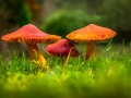 Non Advanced - Bronze - Seamus Mulcahy - Coloured Mushroom - Blarney Photography Club