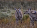 Non Advanced - HM - pat guilfoyle - deer in glendalough - Portlaoise Camera Club