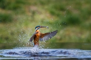 Print Open - Advanced Honourable Mention - freddie mcardle - kingfisher 3 - Tain Photographic Group