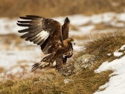 Print Open - Advanced Judge's Medal (Rikki O'Neill) - Charles Galloway - Golden Eagle - Waterford Camera Club