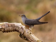 Print Open - Advanced Silver - Charles Galloway - Cuckoo - Waterford Camera Club