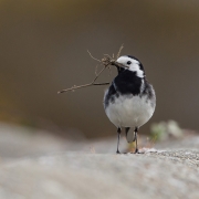 Projected Nat World - Advanced Gold - Charles Lee - pied wagtail - Blarney Photography Club