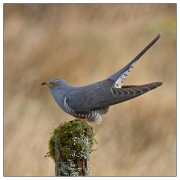 Projected Nat World - Advanced Honourable Mention - Tom Ormond - Cuckoo Perched - Celbridge Camera Club