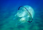 Projected Open - Non-Advanced Silver - Paraic Greenan - Sicilian Barrel Jellyfish - Malahide Camera Club