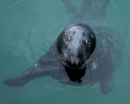Projected Open - Advanced Judge's Medal (Gwen Chanock) - John Coveney - Grey Seal in Dun Laoghaire - OffShoot Photography Society (South Dublin)