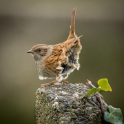 Projected Theme Advanced First - John Coveney - Dunnock in Barleycove - OffShoot Photography Society South Dublin