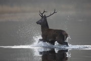 Projected Theme - Advanced Honourable Mention - Michael Linehan - Stag in Lough Leane - Celbridge Camera Club