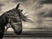 Non Advanced HM - Conor McEneaney - Dundalk Photographic Society - Bad Hair Day