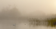 0745 Breda McGuigan Carrickmacross CC Swans In The Mist NON ADV Gold