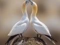Patrick Lyons - Dance of the Gannets - Carrick Camera Club - Projected Image Open - Intermediate Honourable Mention.jpg