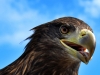 127_eagle-head
