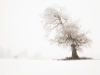 7_Leaning-Tree-in-Snow