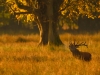 Red Deer Stag in Morning Light