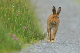 Irish Hare & Morning Dew