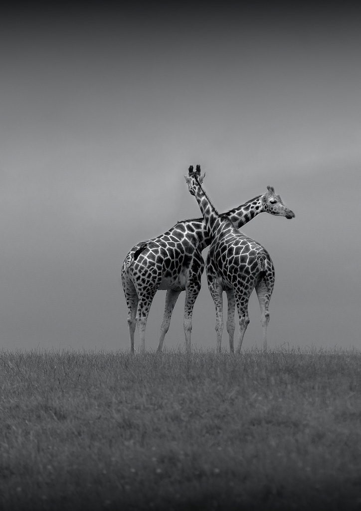 Honourable Mention, Alan Rossiter, Crossed Giraffes, Wexford Camera Club