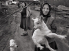 Silver Medal, Judy Boyle, Woman and Goat, Drogheda Photographic Club