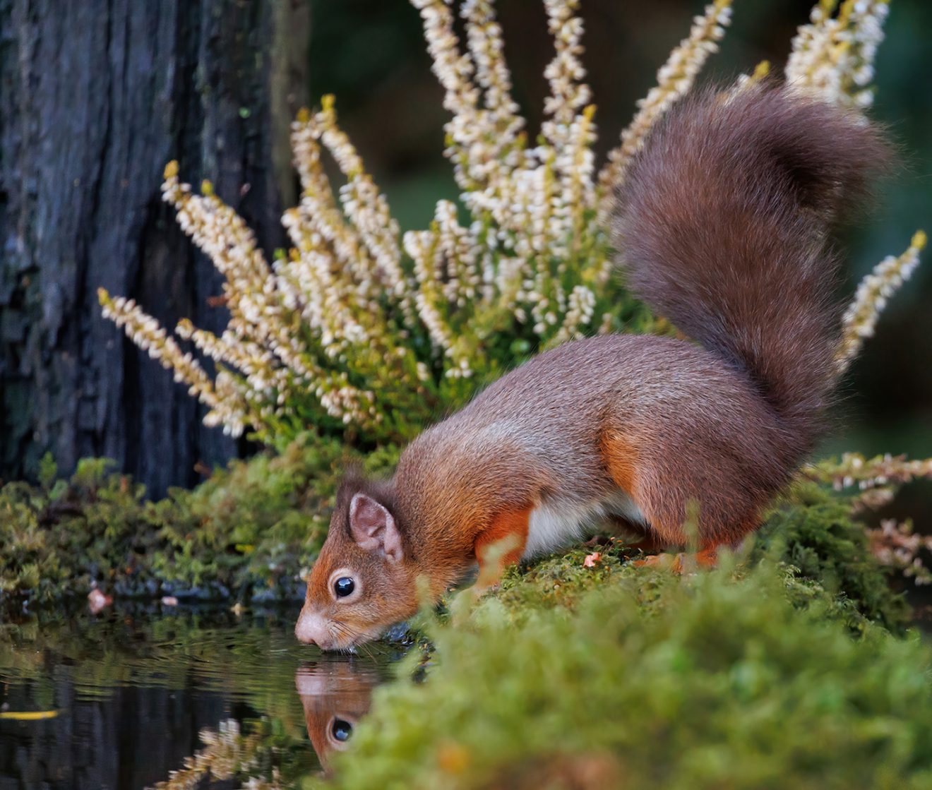 01. Second Place, Red Squirrel Drinking, Alice O'Brien, Dublin CC