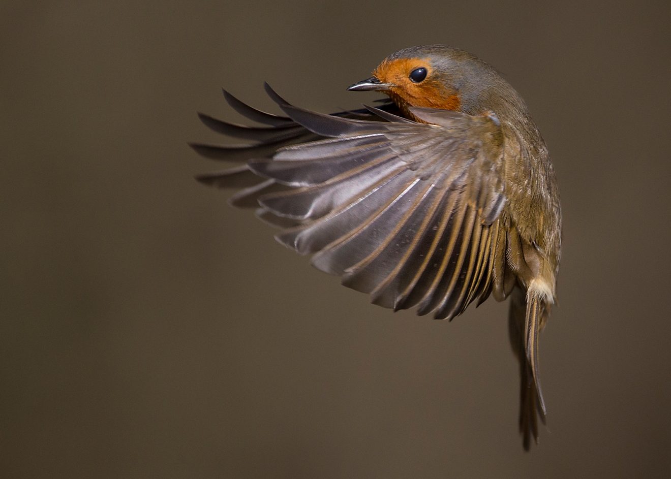 09. Robin In Flight, John O'Neill, Waterford CC