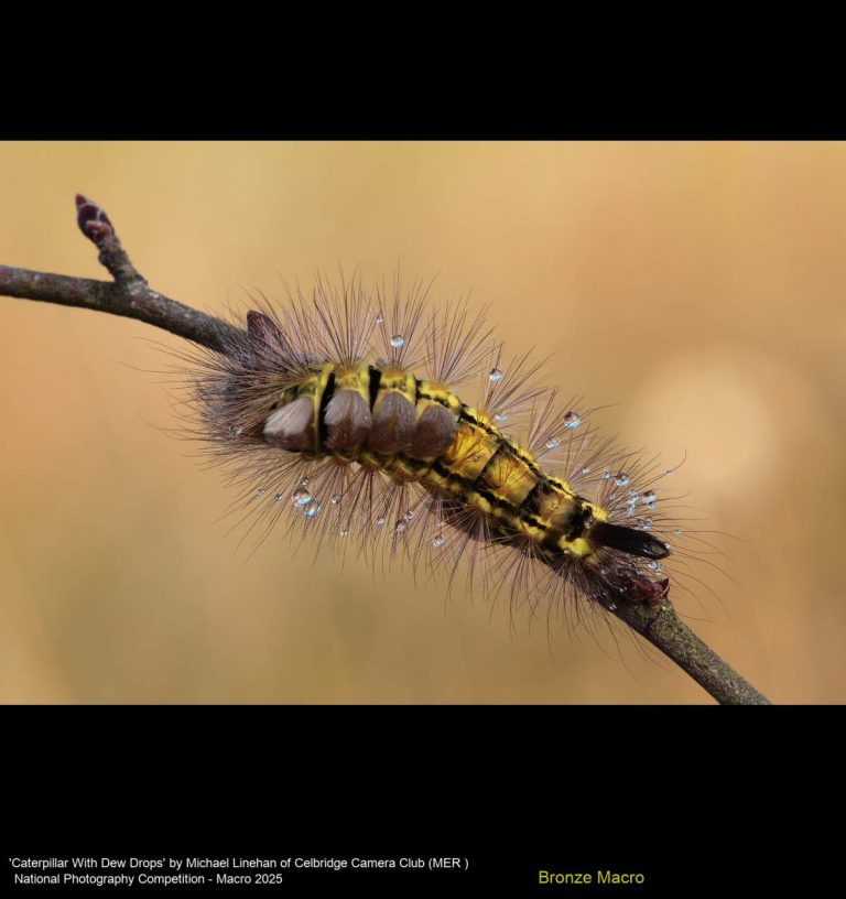 'Caterpillar With Dew Drops' by Michael Linehan of Celbridge Camera Club (MER )