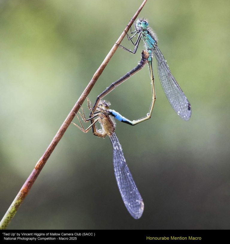 'Tied Up' by Vincent Higgins of Mallow Camera Club (SACC )