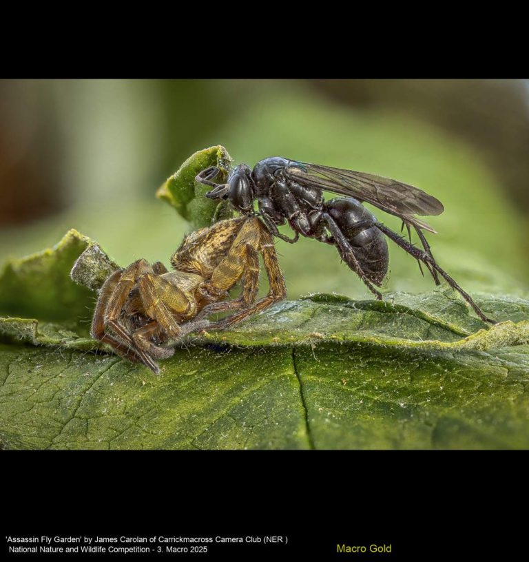 'Assassin Fly Garden' by James Carolan of Carrickmacross Camera Club (NER )