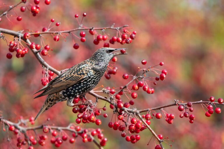 1 - Preening Swallow - Kieran O’Mahoney- Blackwater PC