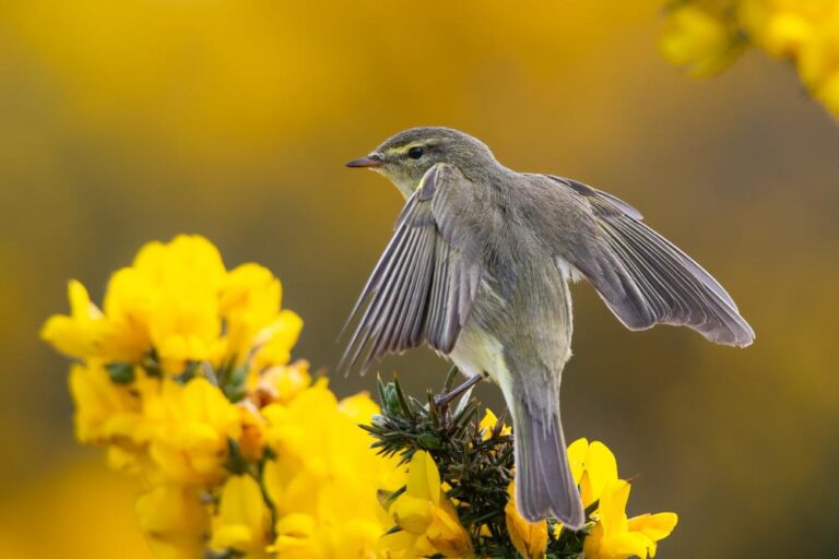 10 - Willow Warbler - Paul Madigan - Blackwater PS