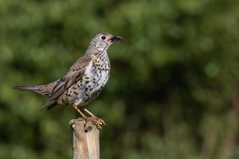 11 - Resting Thrush- Dominic Reddin- Portlaoise CC
