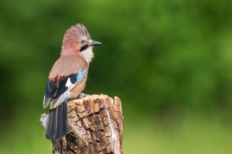 12 - Perched Jay - Dominic Reddin - Portlaoise CC
