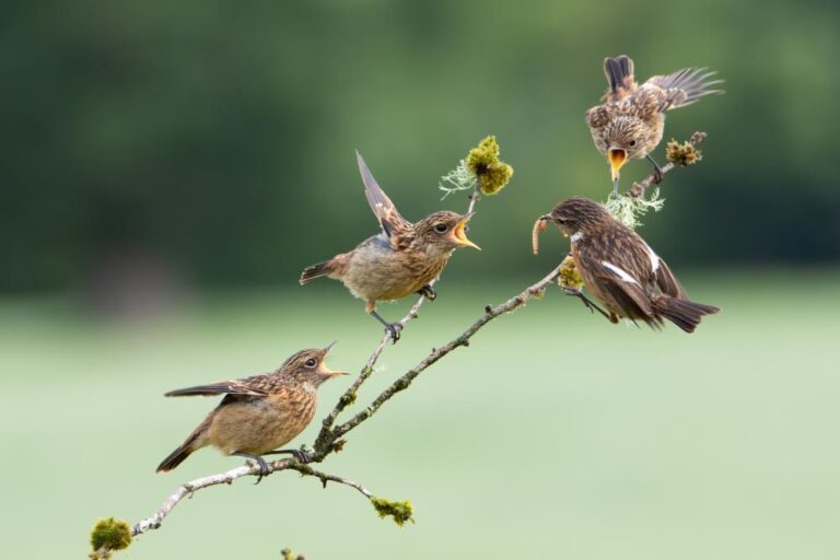 13 - Stonechat Feeding Time - John Flynn - Blackwater PS