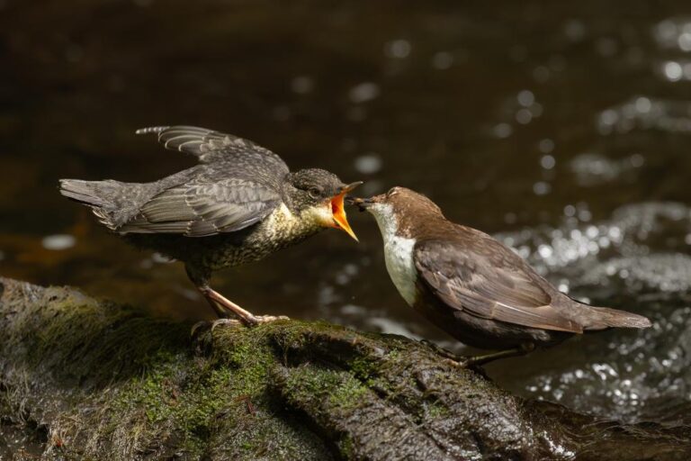 16 - Dipper and Chick - Stephen Brennan - Dungannon & Cookstown CC