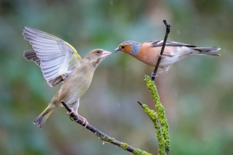 17 - Greenfinch & Chaffinch Dispute - Christine Taylor- Celbridge CC
