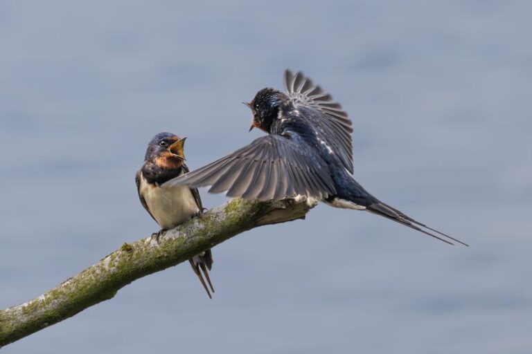 18 - Swallow Pair- Suzanne Behan - Kilkenny PS