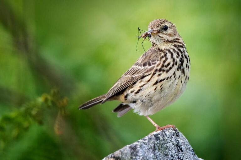 19 - Meadow Pipit - Paul Madigan - Blackwater PS