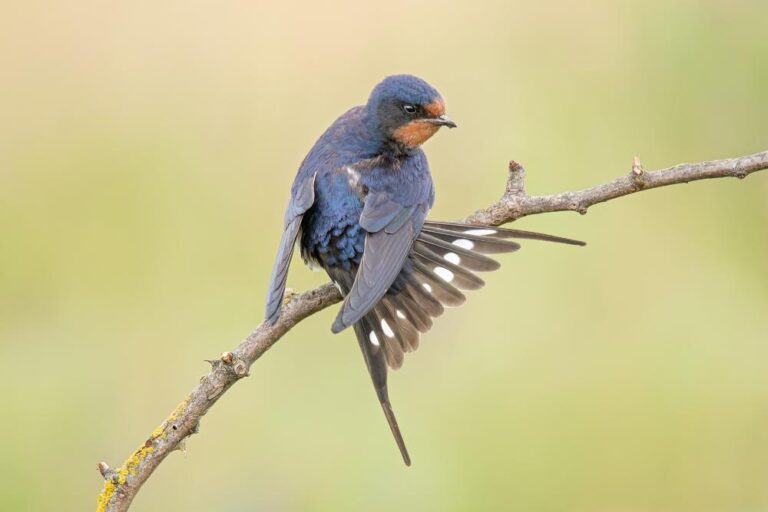 2 - Starling Feeding on Berries - Brenda Sheridan - Tallaght PS