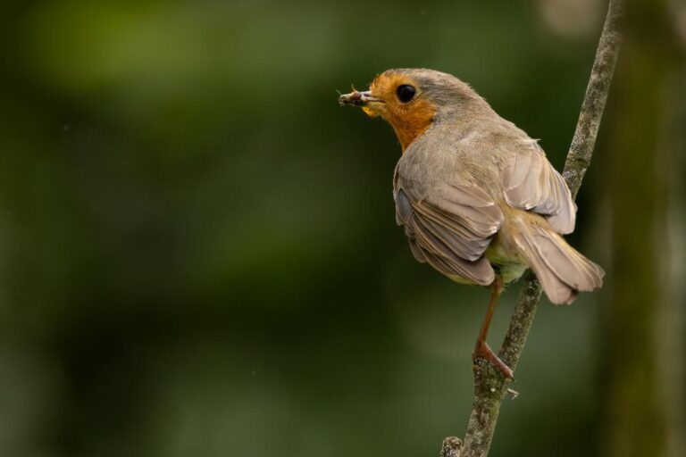 20 - Robin with Flies for young - Stephanie Ryan - StBrigids