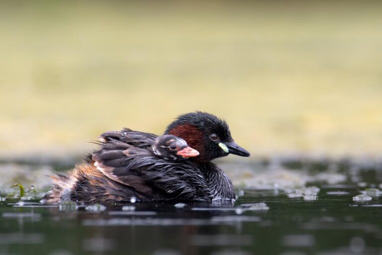 3 - Little Grebe with Chick - Piotr Rak - South Kildare PS