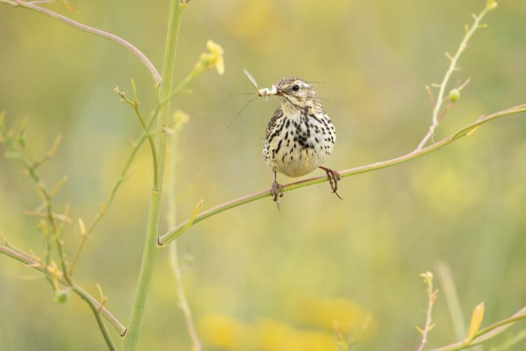 4 - Rock Pipit - Patrick Good - Blarney PC