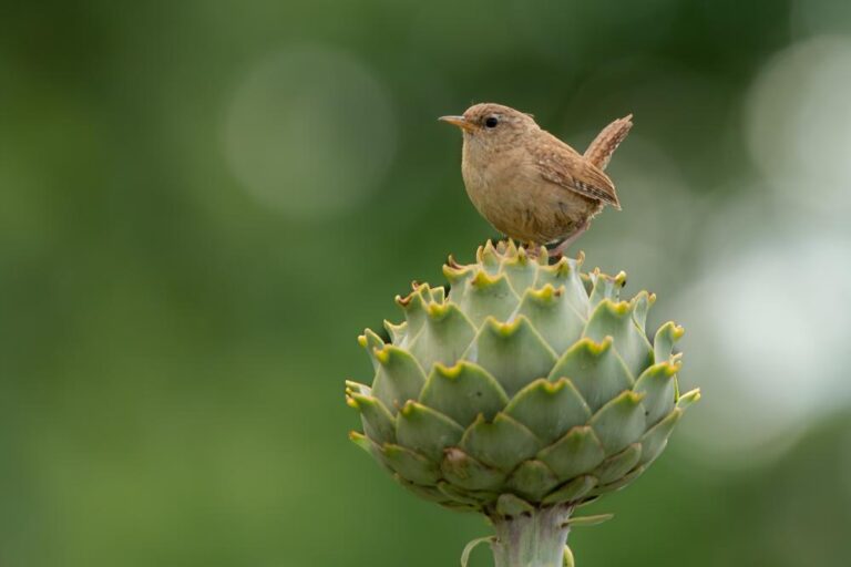 5 - Resting Wren - Brenda Sheridan - Tallaght PS