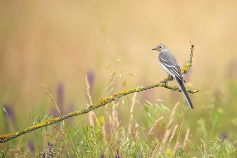 6 - Wagtail Perch - Kieran O’Mahoney - Blackwater PC