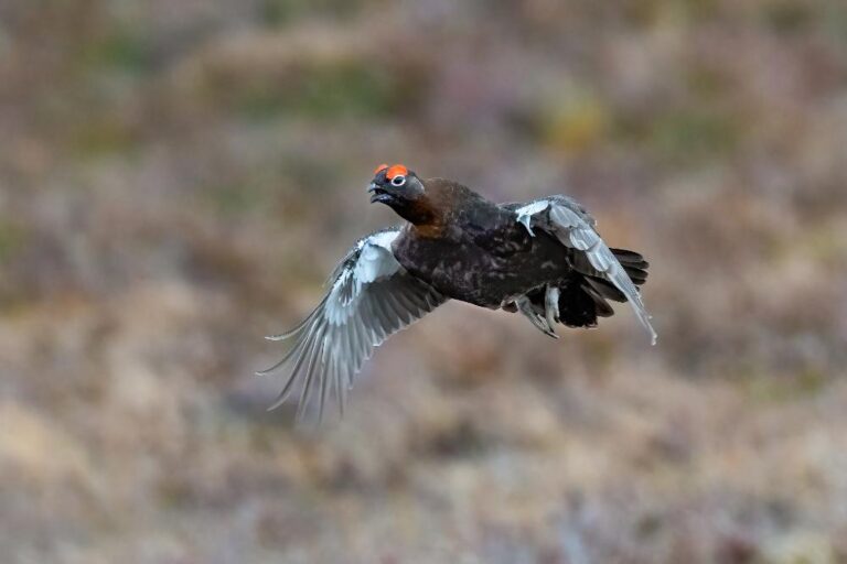 7 - Red Grouse in Flight - John Butler - Drogheda PC